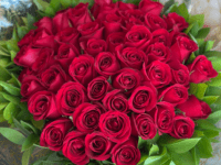 BUQUÊ 50 ROSAS PREMIUM