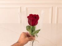 Rosa vermelha natural para presente com embalagem delicada em Araruama