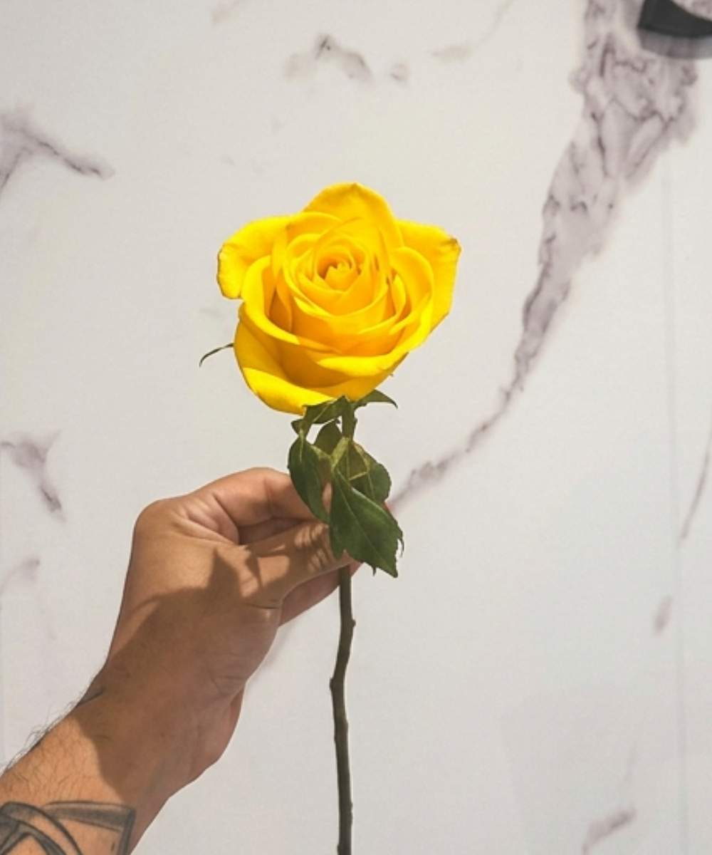 Rosa Amarela Unidade para presente em Araruama