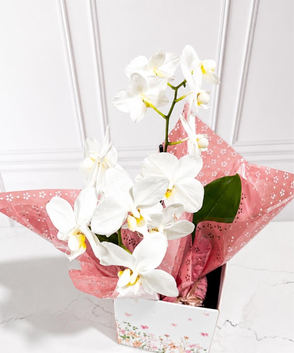 Orquídea Phalaenopsis em cachepot decorado para presente em Araruama