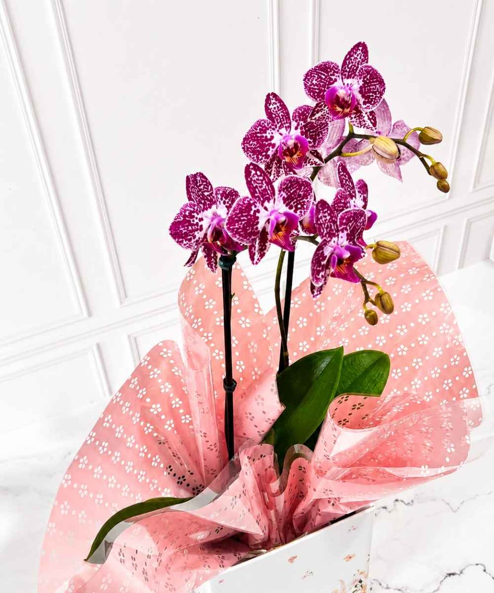 Orquídea Phalaenopsis em cachepot decorado para presente em Araruama