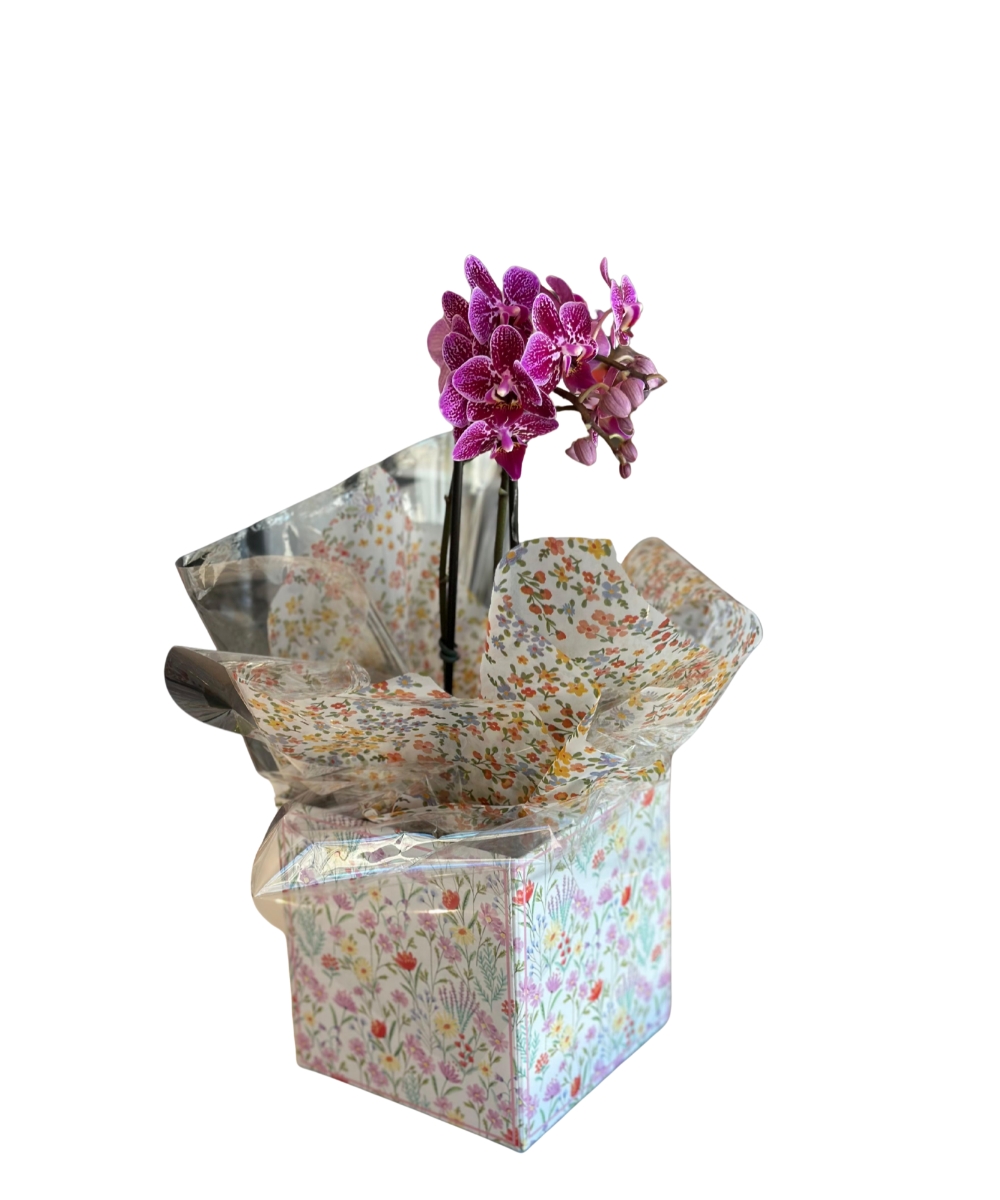 Orquídea phalaenopsis rosa manchada em cachepot decorado em Araruama