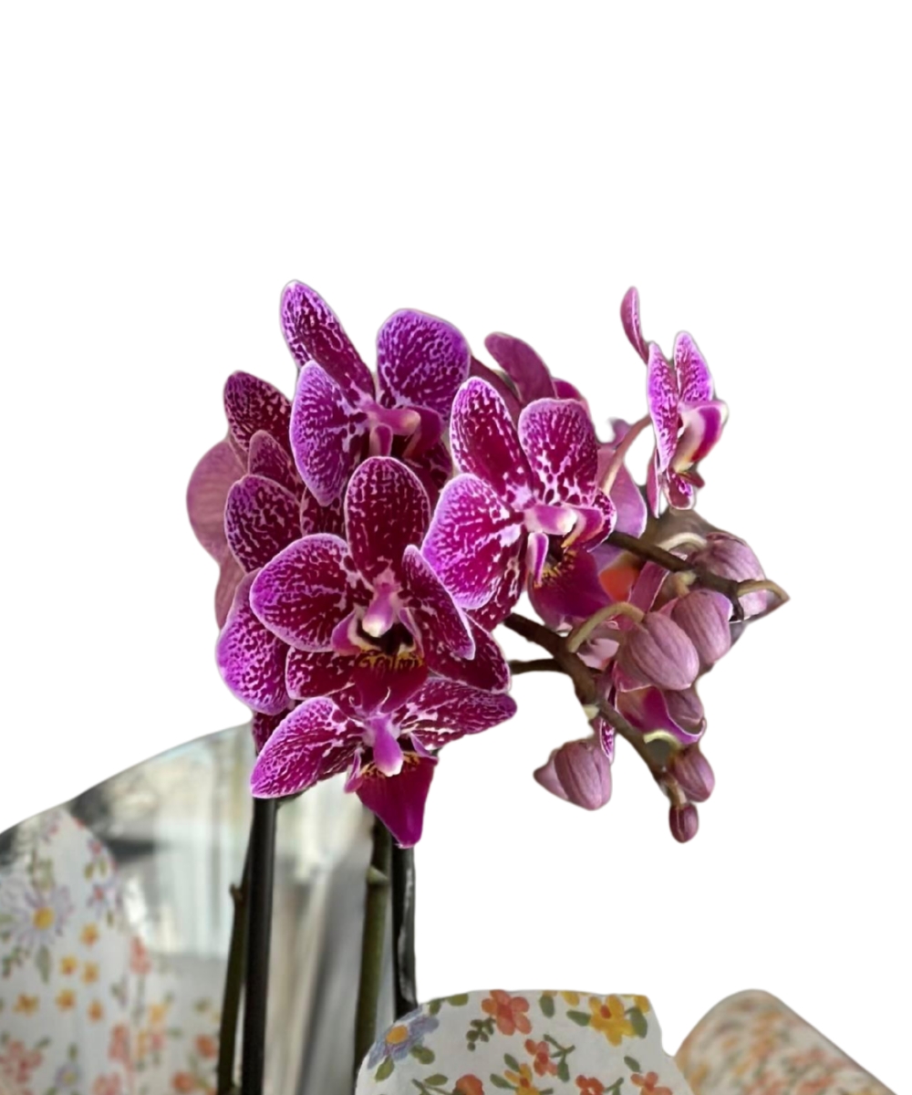 Orquídea phalaenopsis rosa manchada em cachepot decorado em Araruama