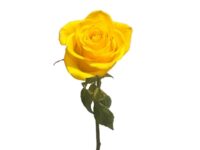 Rosa Amarela Unidade para presente em Araruama
