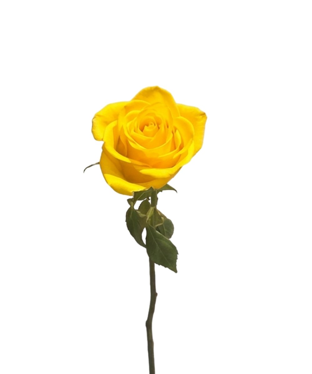 Rosa Amarela Unidade para presente em Araruama