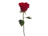 Rosa Vermelha Unidade para presente em Araruama