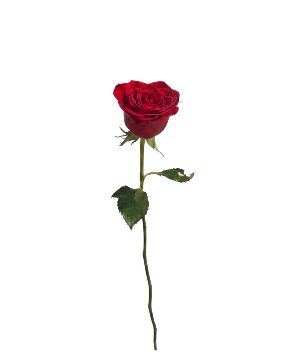 Rosa Vermelha Unidade para presente em Araruama