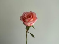 Rosa cor rosa unidade