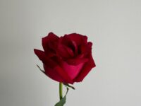 Rosa cor vermelha