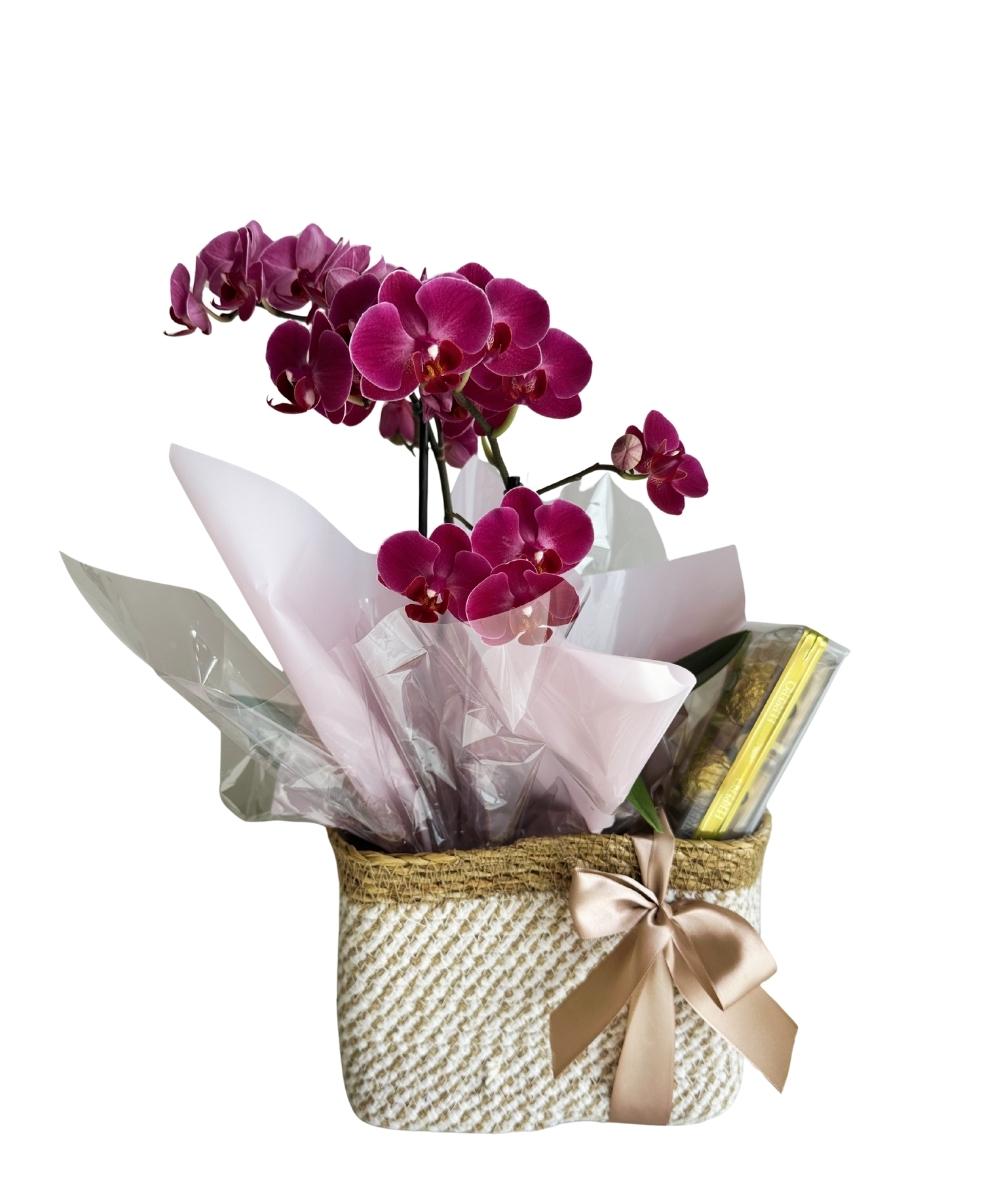 Orquídea phalaenopsis rosa com Ferrero Rocher para presente em Araruama