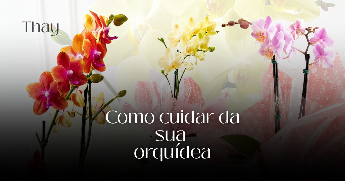 Como cuidar da sua orquídea em casa para manter a planta bonita e saudável