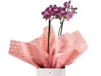 Orquídea Phalaenopsis em cachepot decorado para presente em Araruama