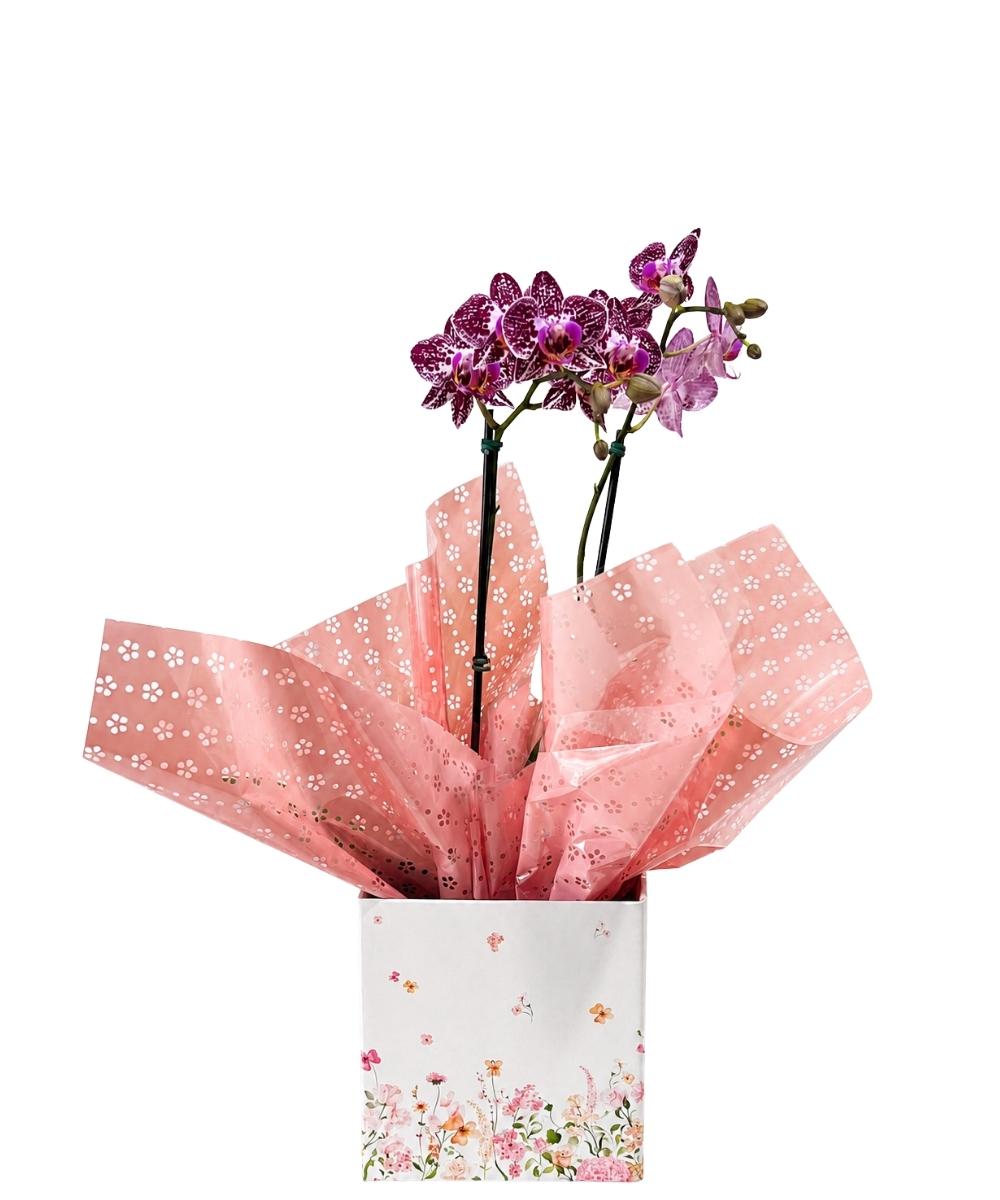 Orquídea Phalaenopsis em cachepot decorado para presente em Araruama