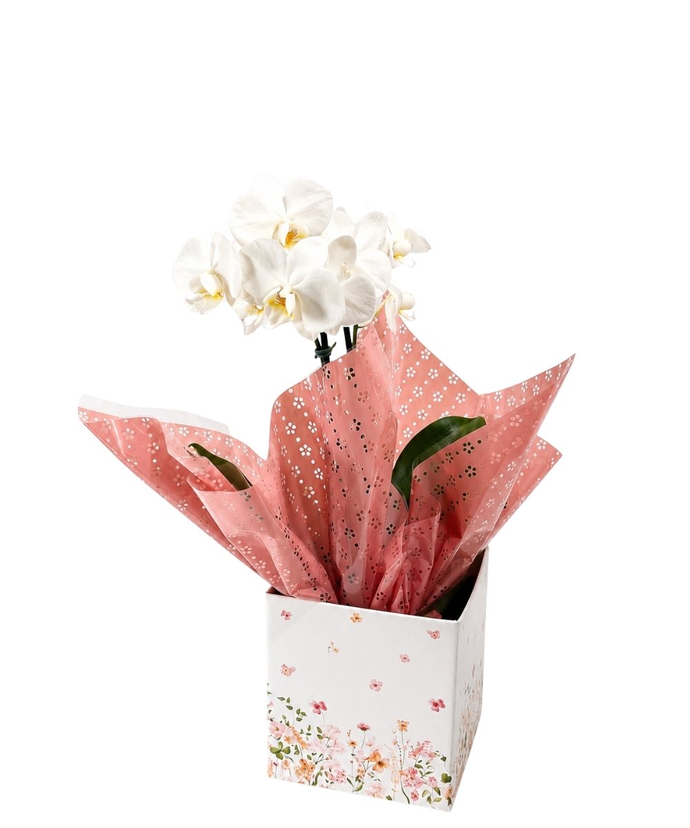 Orquídea Phalaenopsis em cachepot decorado para presente em Araruama