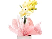 Orquídea Phalaenopsis em cachepot decorado para presente em Araruama