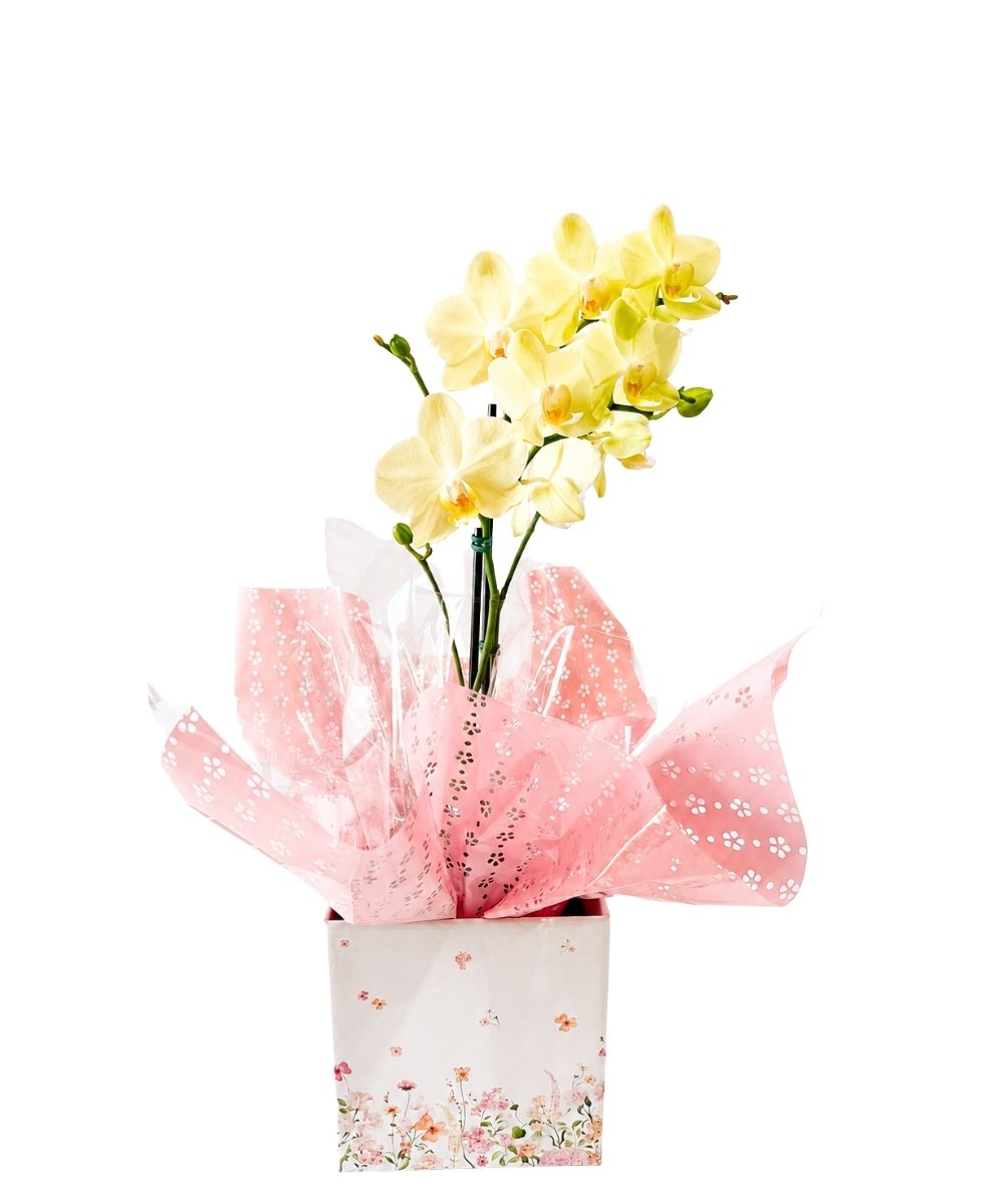 Orquídea Phalaenopsis em cachepot decorado para presente em Araruama
