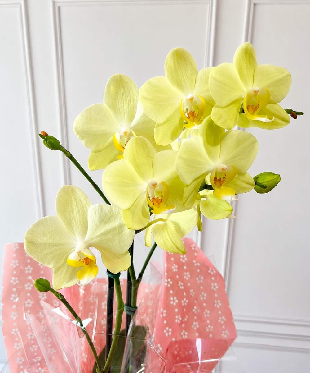Orquídea Phalaenopsis em cachepot decorado para presente em Araruama