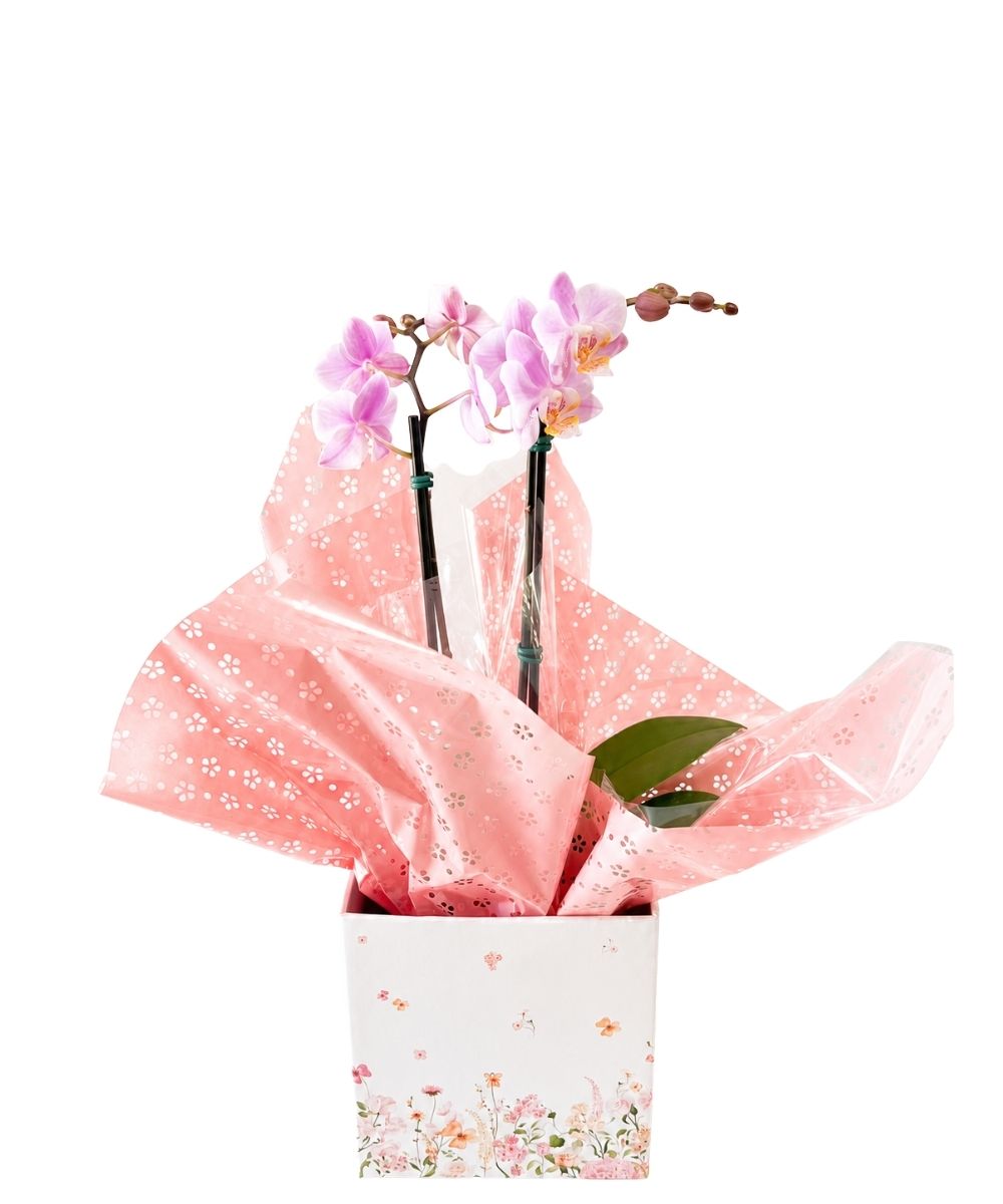 Orquídea Phalaenopsis em cachepot decorado para presente em Araruama