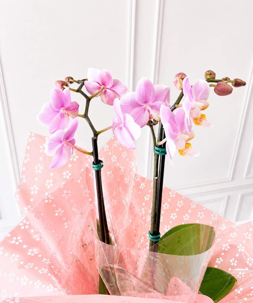 Orquídea Phalaenopsis em cachepot decorado para presente em Araruama