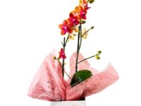 Orquídea Phalaenopsis em cachepot decorado para presente em Araruama