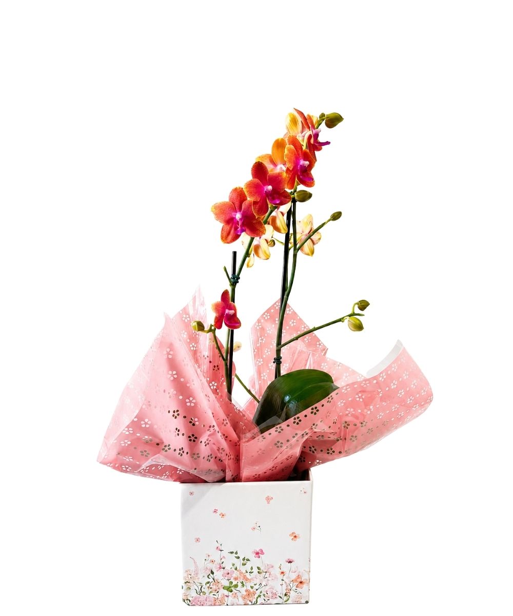 Orquídea Phalaenopsis em cachepot decorado para presente em Araruama