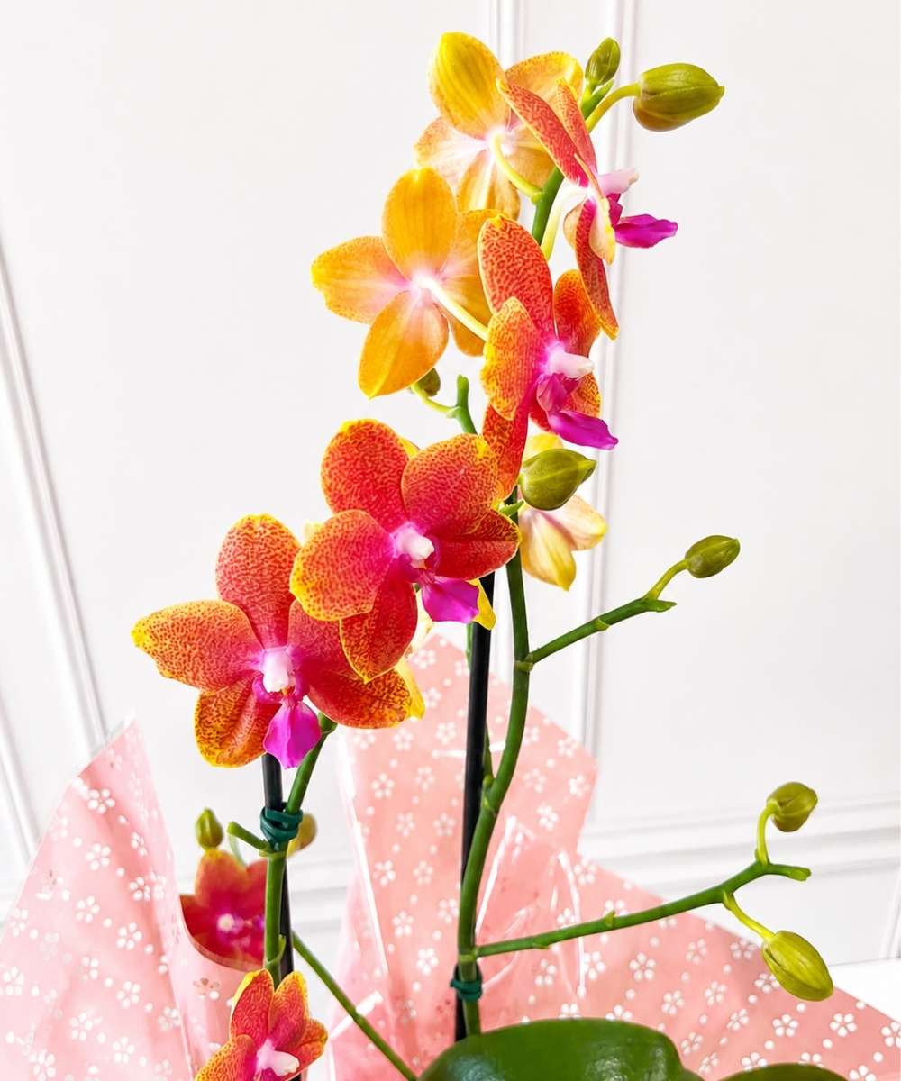 Orquídea Phalaenopsis em cachepot decorado para presente em Araruama