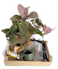 Cesta Flamingo com Syngonium Rosa, Ferrero Rocher e cappuccino para presente em Araruama