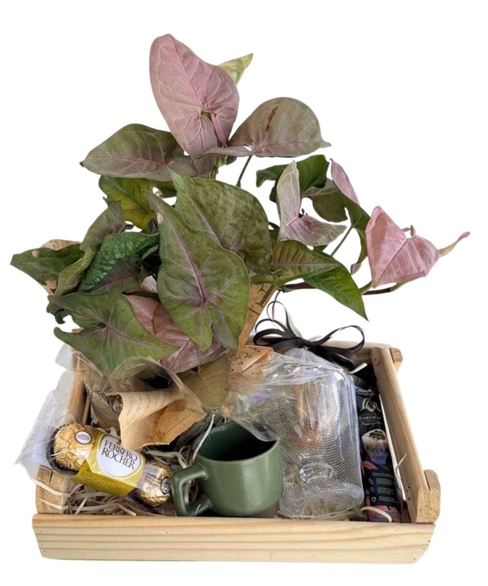 Buquês e Cestas em Araruama | Entrega Rápida - Thay Cestas e Buquês 49 Cesta Flamingo com Syngonium Rosa, Ferrero Rocher e cappuccino para presente em Araruama