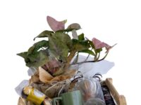 Cesta Flamingo com Syngonium Rosa, Ferrero Rocher e cappuccino para presente em Araruama