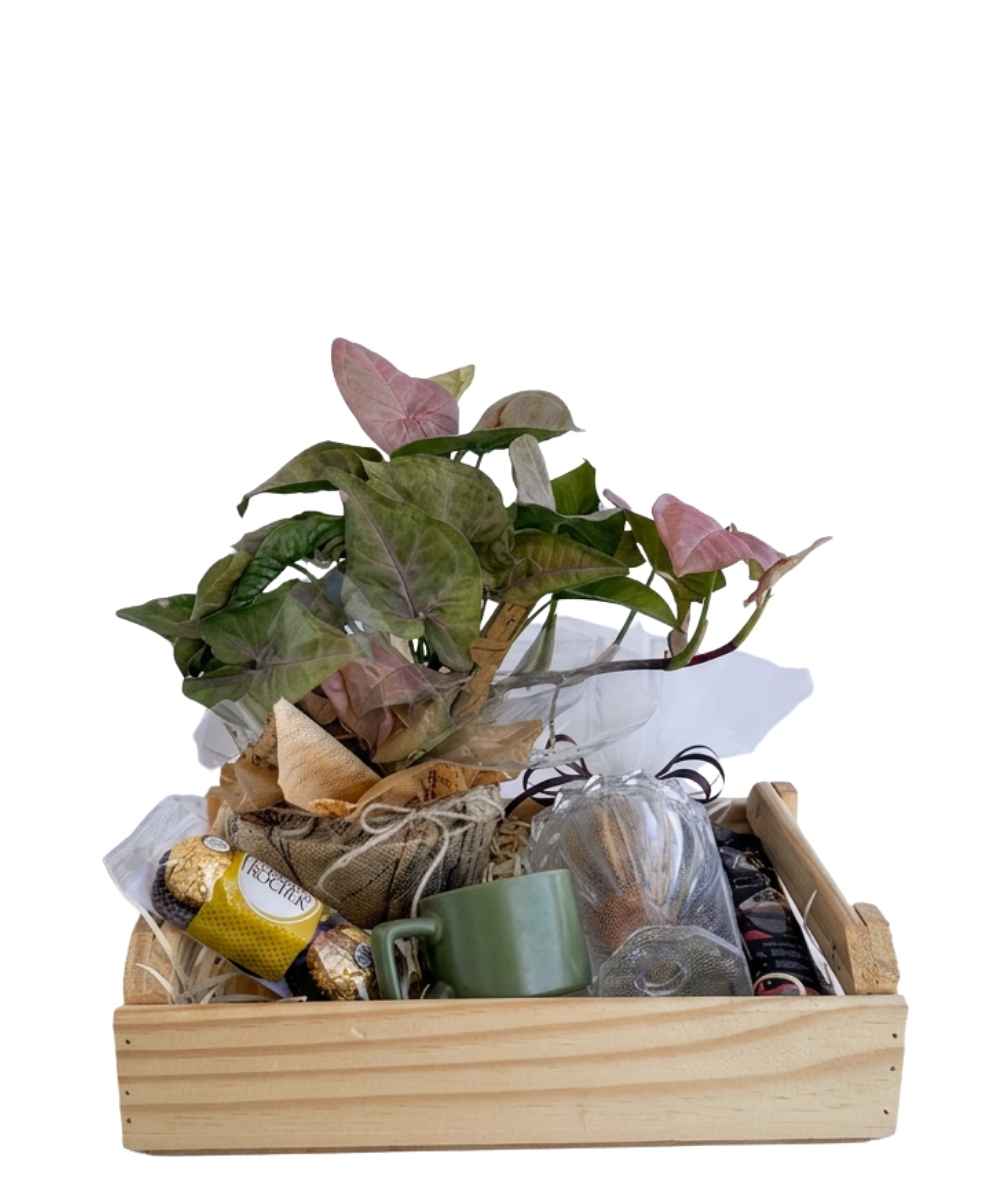 Cesta Flamingo com Syngonium Rosa, Ferrero Rocher e cappuccino para presente em Araruama