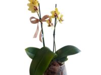 Orquídea no vaso de vidro com musgo e cascalho decorativo