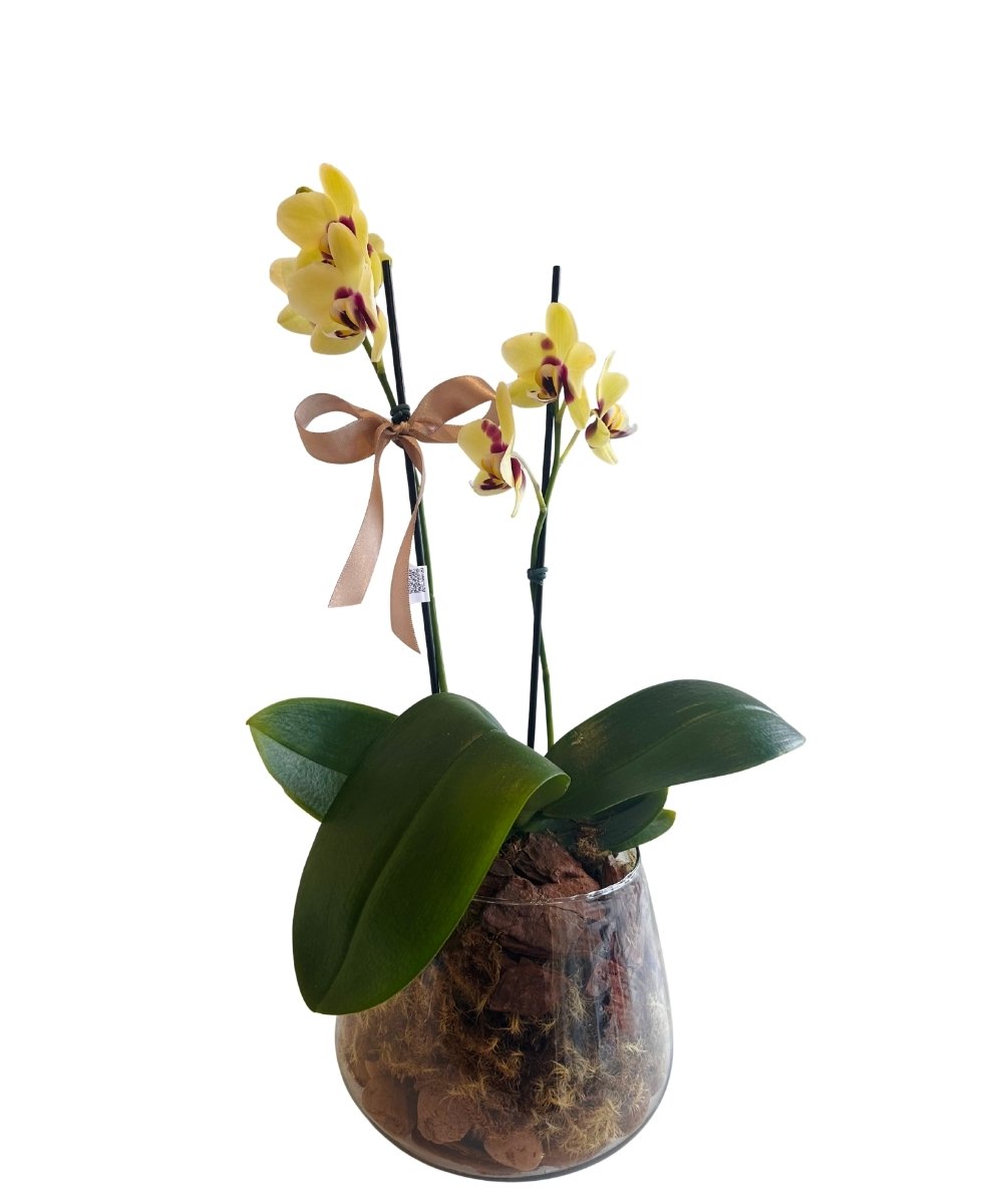 Orquídea no vaso de vidro com musgo e cascalho decorativo
