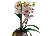 Orquídea no vaso de vidro com musgo e cascalho decorativo