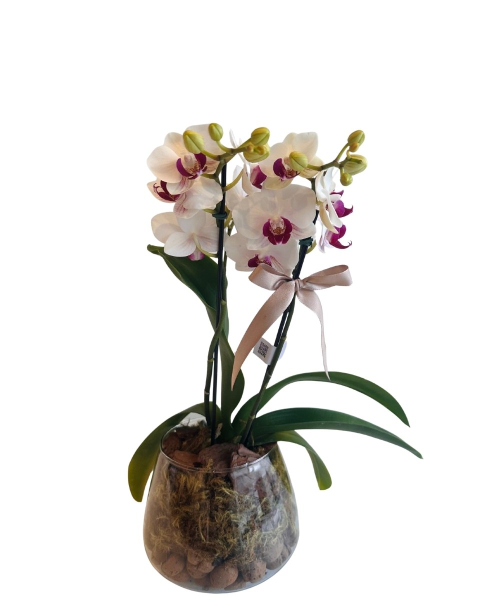 Orquídea no vaso de vidro com musgo e cascalho decorativo