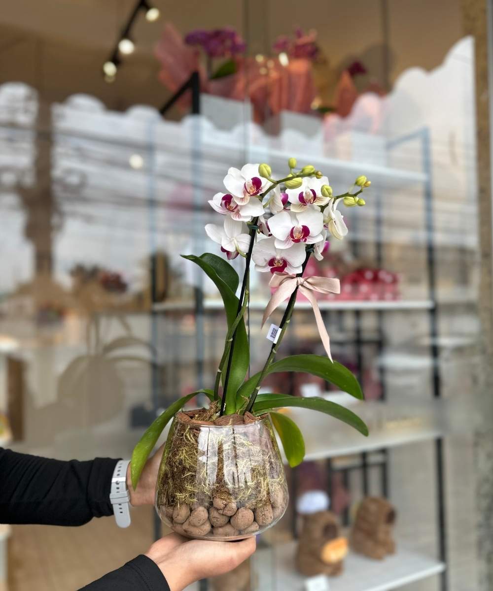 Orquídea no vaso de vidro com musgo e cascalho decorativo