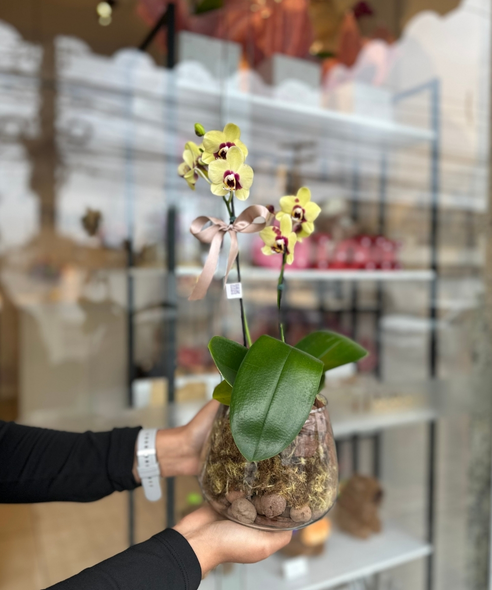 Orquídea no vaso de vidro com musgo e cascalho decorativo