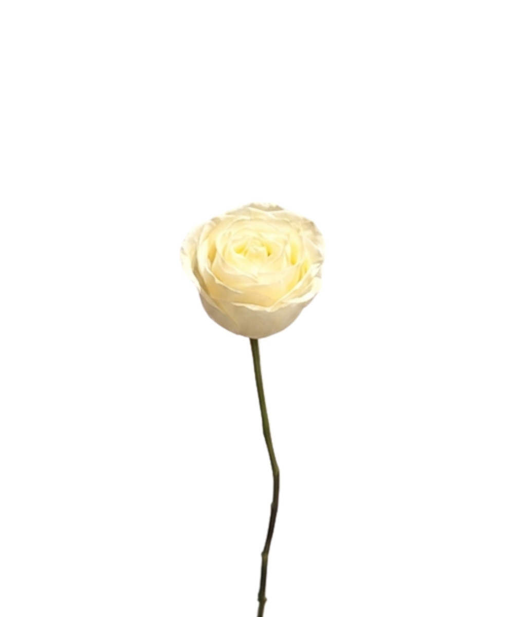 Rosa Branca Unidade para presente em Araruama