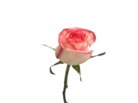 Rosa Frisante Unidade com pétalas rosa e bordas pink para presente em Araruama