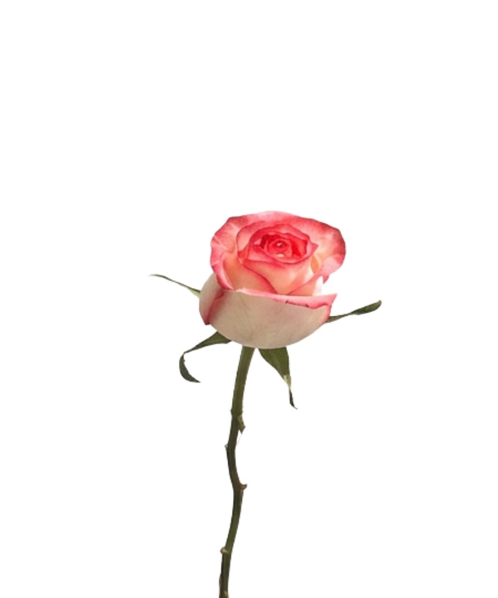 Rosa Frisante Unidade com pétalas rosa e bordas pink para presente em Araruama