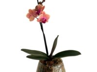 Orquídea no vaso de vidro com musgo e cascalho decorativo