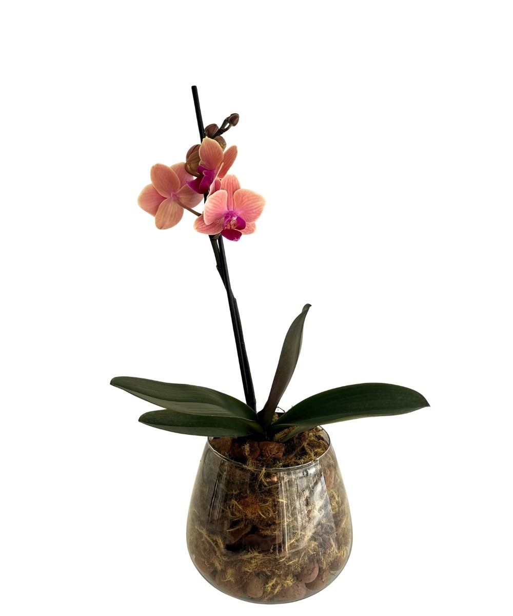 Orquídea no vaso de vidro com musgo e cascalho decorativo