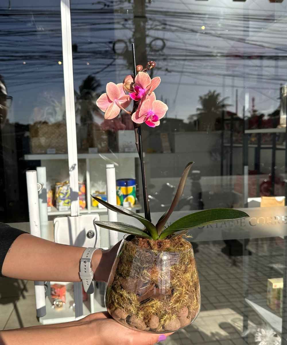 Orquídea no vaso de vidro com musgo e cascalho decorativo