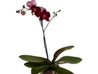 Orquídea no vaso de vidro com musgo e cascalho decorativo