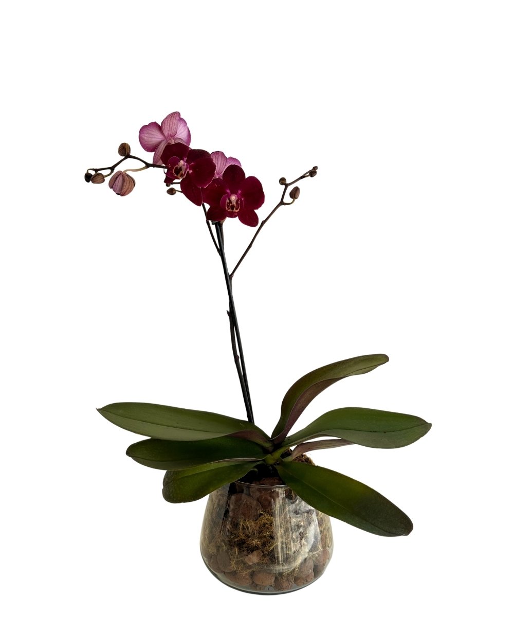 Orquídea no vaso de vidro com musgo e cascalho decorativo