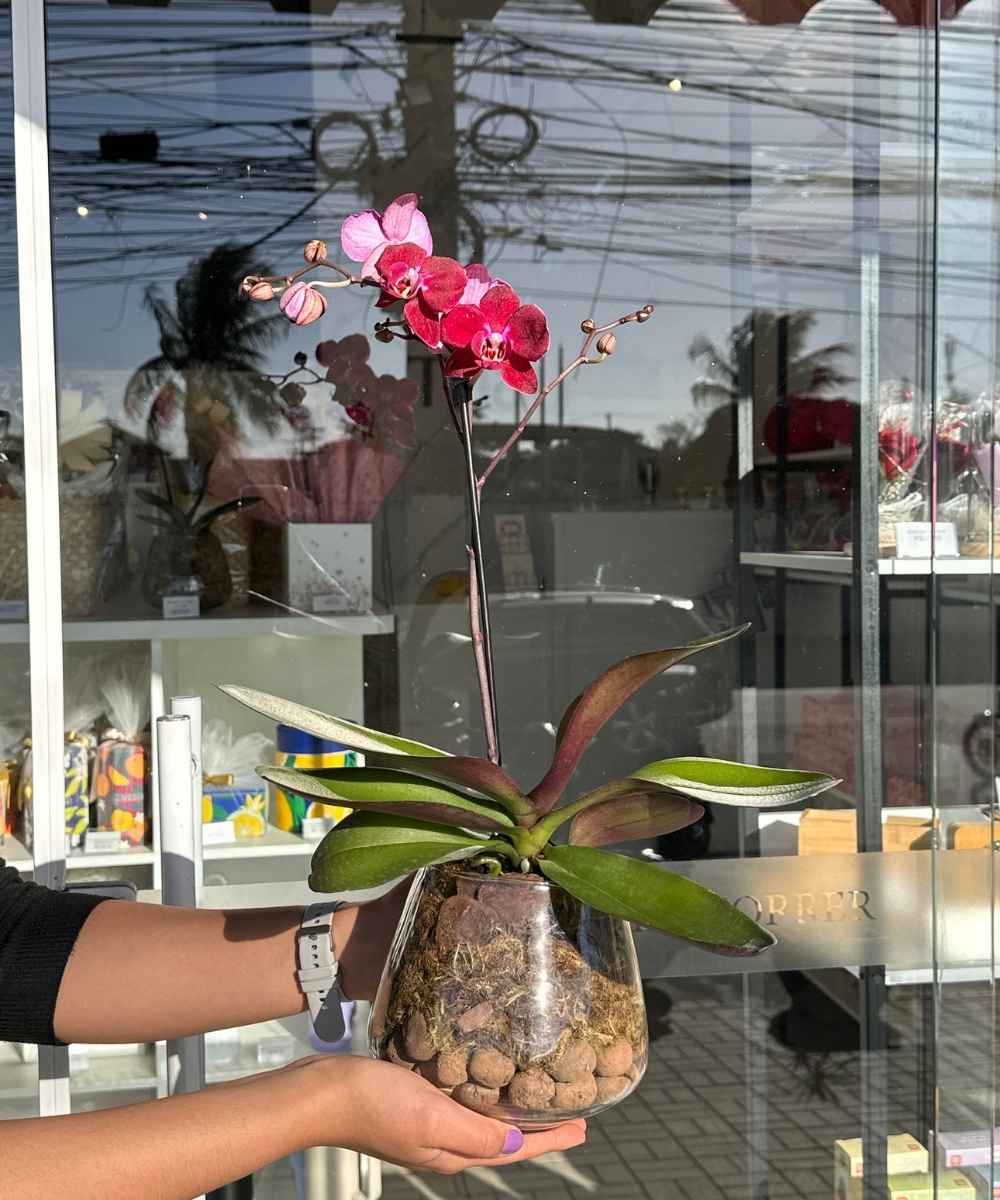 Orquídea no vaso de vidro com musgo e cascalho decorativo