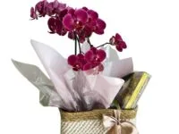 Orquídea phalaenopsis rosa com Ferrero Rocher para presente em Araruama