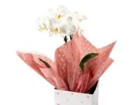 Orquídea Phalaenopsis em cachepot decorado para presente em Araruama