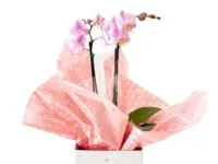 Orquídea Phalaenopsis em cachepot decorado para presente em Araruama