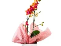 Orquídea Phalaenopsis em cachepot decorado para presente em Araruama
